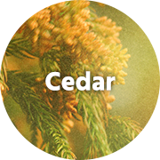 Cedar