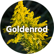 Goldenrod