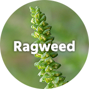 Ragweed