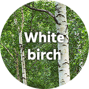 White birch