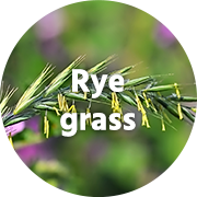 Rye grass